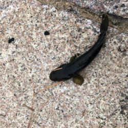 良型タケノコメバル