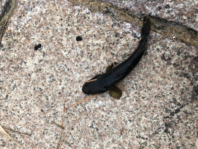 良型タケノコメバル