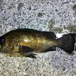 良型メバル！！