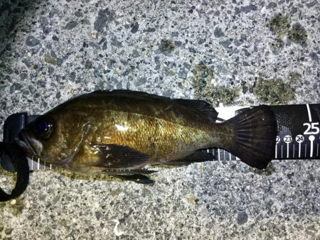 良型メバル！！