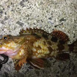 アジ、メバル良好