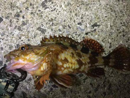 アジ、メバル良好