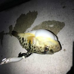 ヒイカエギング