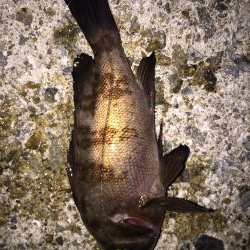 メバリングスタート