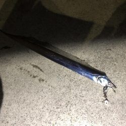 釣り納めタチウオ