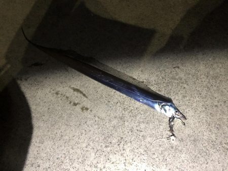 釣り納めタチウオ