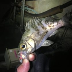 アジングのつもりが