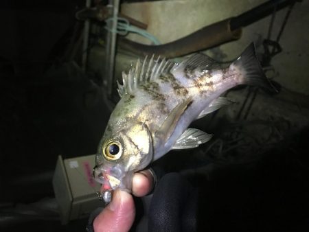 アジングのつもりが