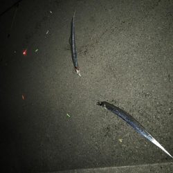 12月2日神戸太刀魚、大サバ