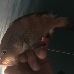 ライトゲーム串本遠征