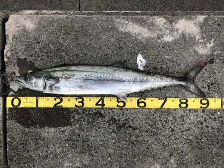 モンスター降臨！！