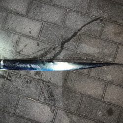 コスモ 今日は渋い