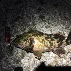 ヒイカエギングでまたまた奴が来た笑