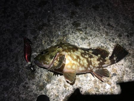 ヒイカエギングでまたまた奴が来た笑