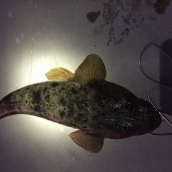 エギング不発からのフラット