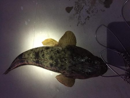 エギング不発からのフラット