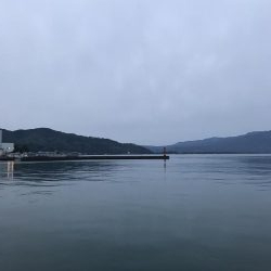 久しぶりのコウイカ