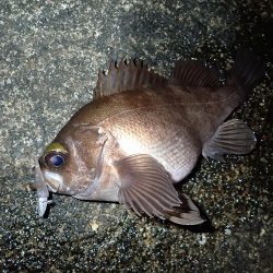 ライトワインドで爆釣♪