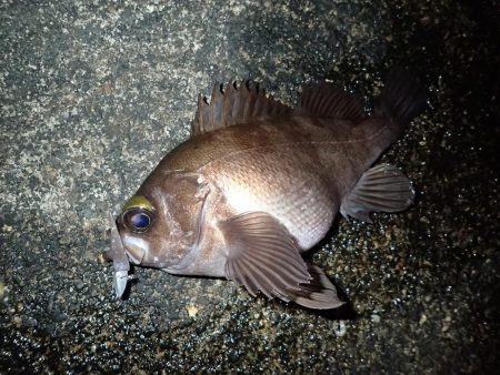 ライトワインドで爆釣♪