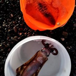 今日は、当たりが多かったです！！