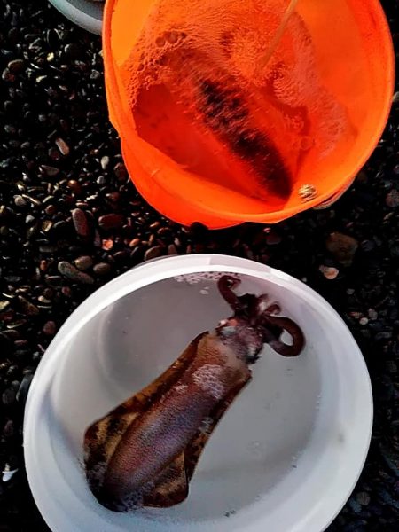 今日は、当たりが多かったです！！