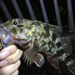 タケノコメバル!!