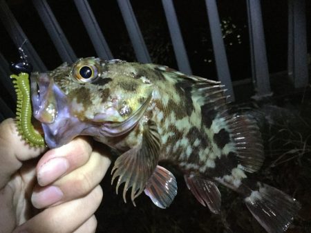 タケノコメバル!!