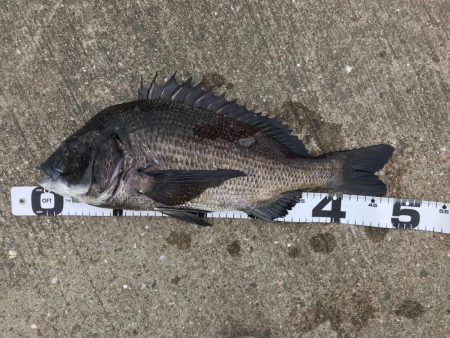 イチノ兄弟、釣果！