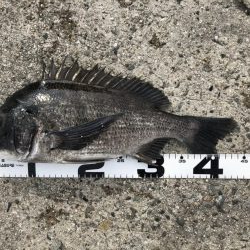 イチノ兄弟、釣果！