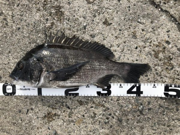 イチノ兄弟、釣果！