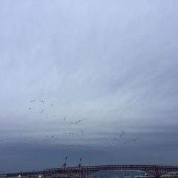 光関係なし？ワインドタチウオ