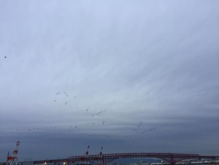 光関係なし？ワインドタチウオ