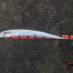 飲ませで青物狙い