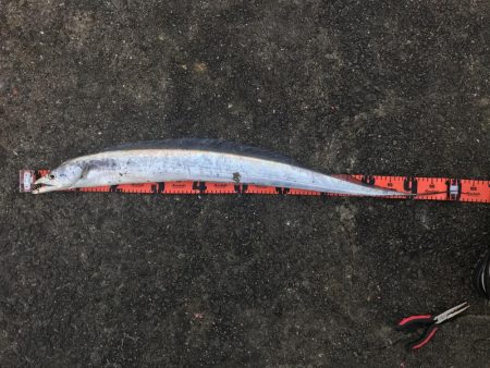 飲ませで青物狙い