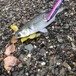 シーバスを求めて