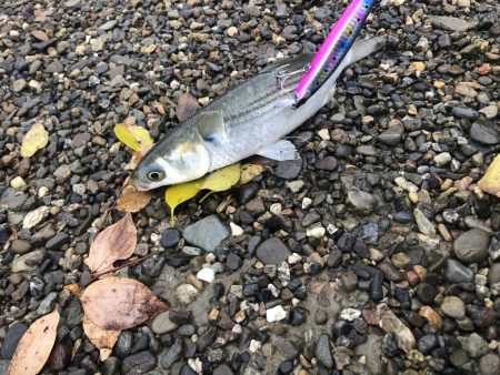 シーバスを求めて