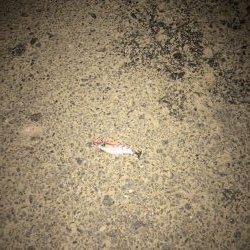 ヒイカ3 パラパラ 群小さい