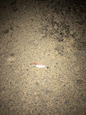 ヒイカ3 パラパラ 群小さい