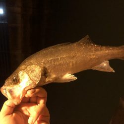 チイチイイカ狙いのはずが