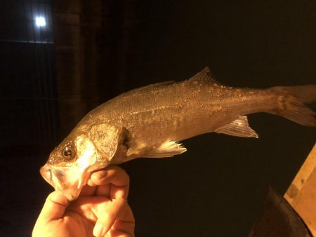 チイチイイカ狙いのはずが