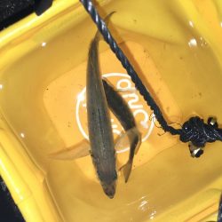 締めくくりアジング