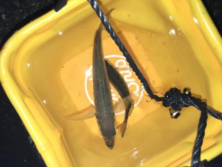 締めくくりアジング