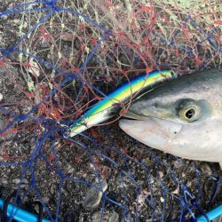 まだまだ青物！