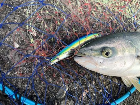 まだまだ青物！