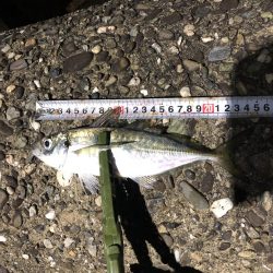 ベタ凪濃霧アジング