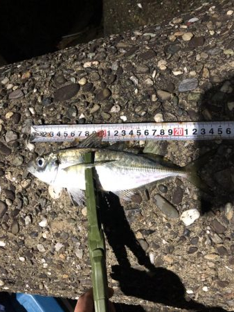 ベタ凪濃霧アジング