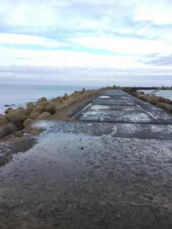 湯梨浜町サゴシ、サバ回遊。