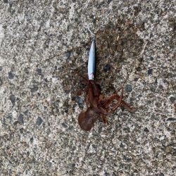 荒天候ジギングで大格闘