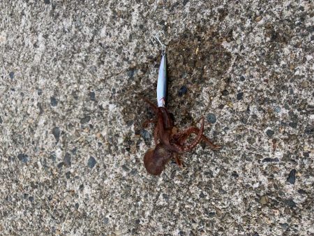 荒天候ジギングで大格闘