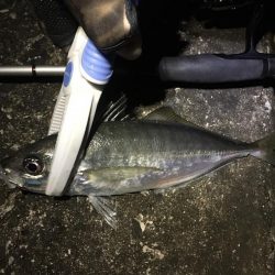 長潮鯵フェスタ開催!